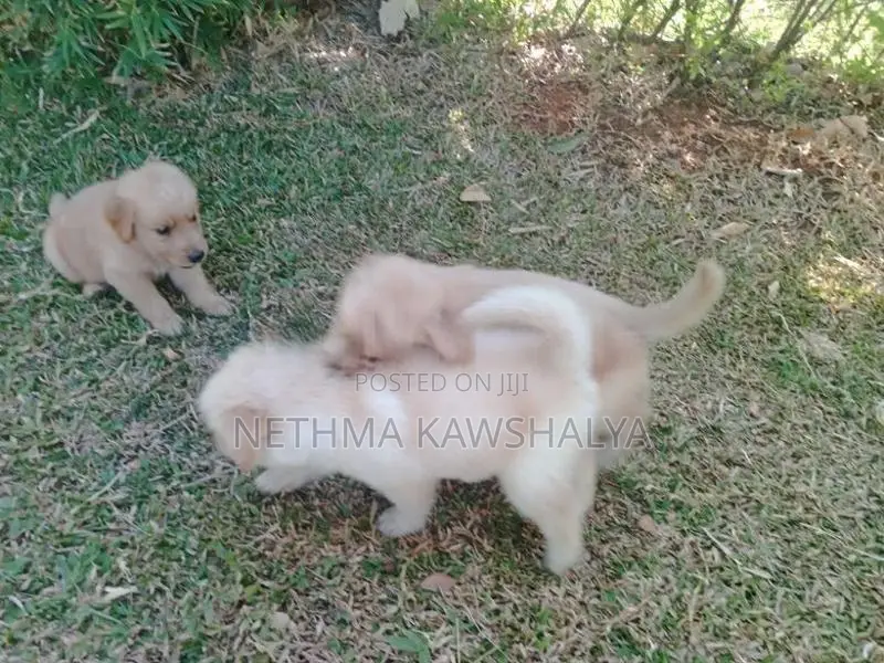 Golden Retriever Puppies