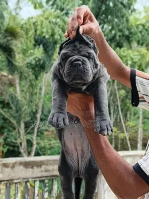Cane Corso Puppy