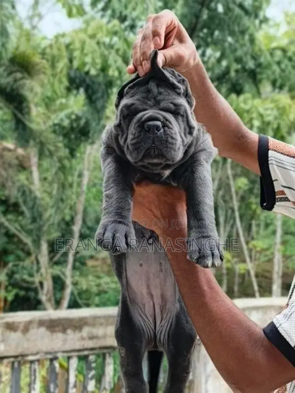 Cane Corso Puppy