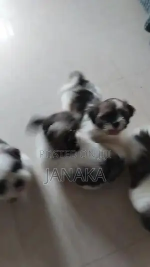 Shih Tzu Puppies