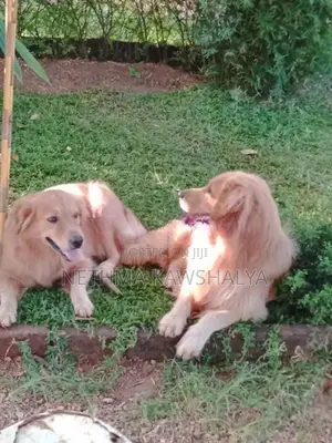 Golden Retriever Puppies