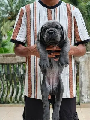 Cane Corso Puppy