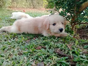 Golden Retriever Puppies