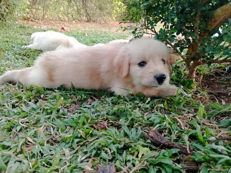 Golden Retriever Puppies