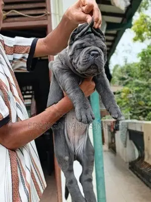 Cane Corso Puppy