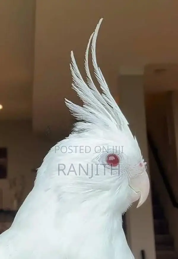 Albino Cockatiel Red Eyes