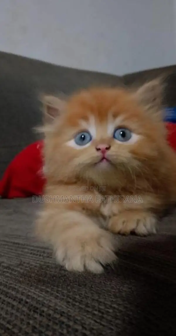Persian Kitten