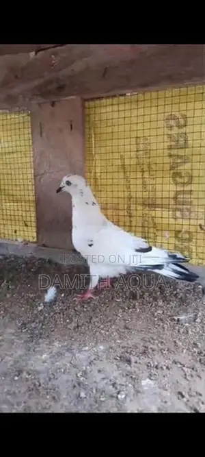 Pigeons
