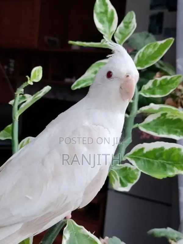 Albino Cockatiel Red Eyes