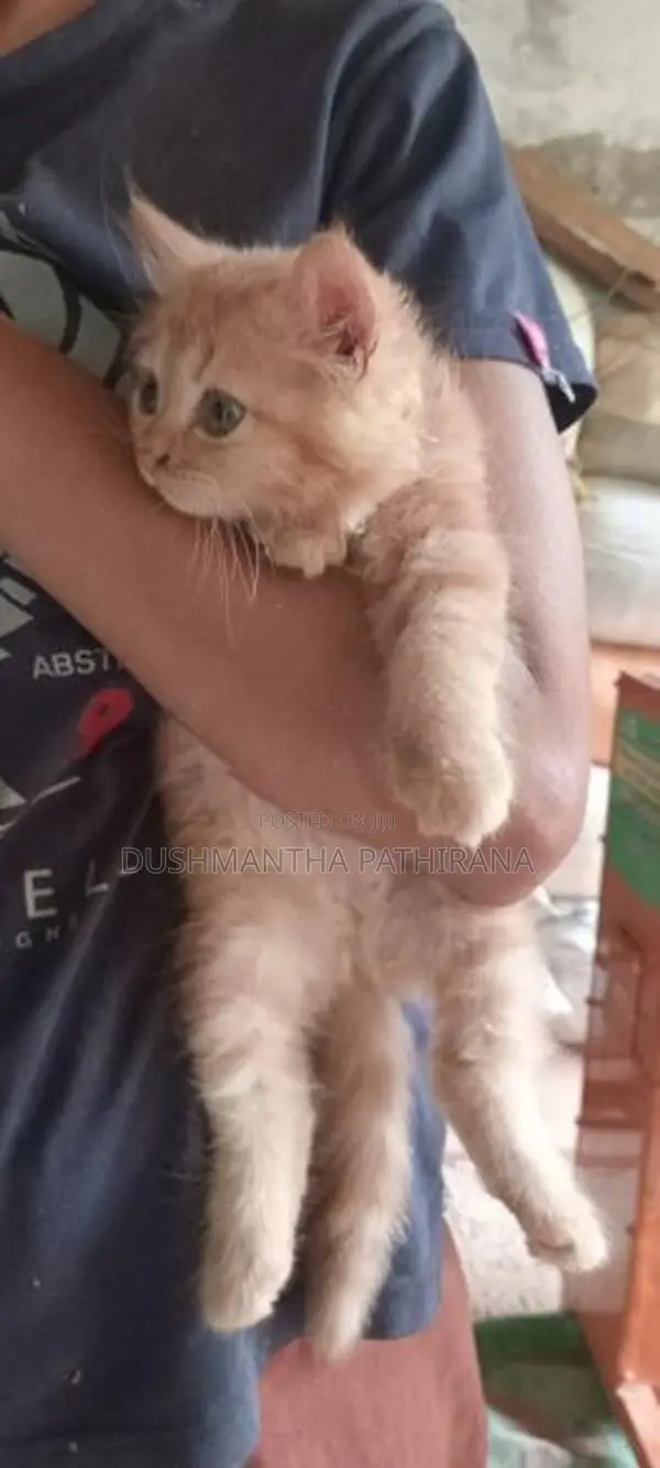 Persian Kitten