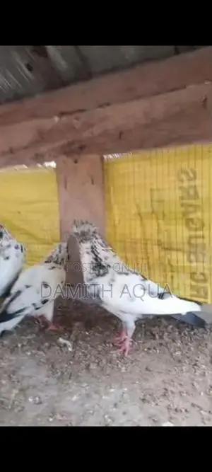 Pigeons