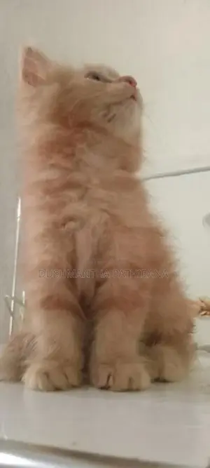 Persian Kitten