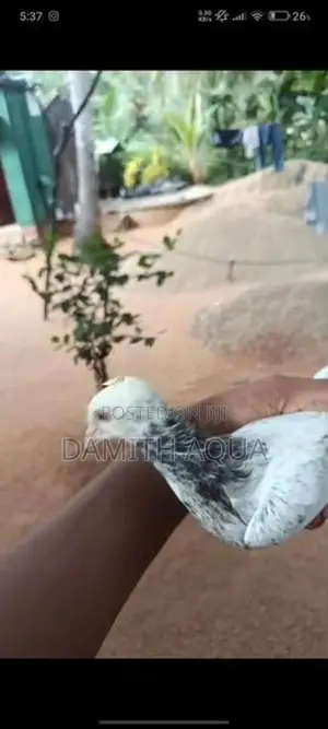 Pigeons
