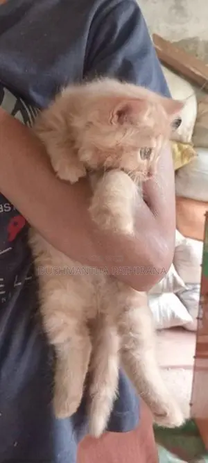 Persian Kitten