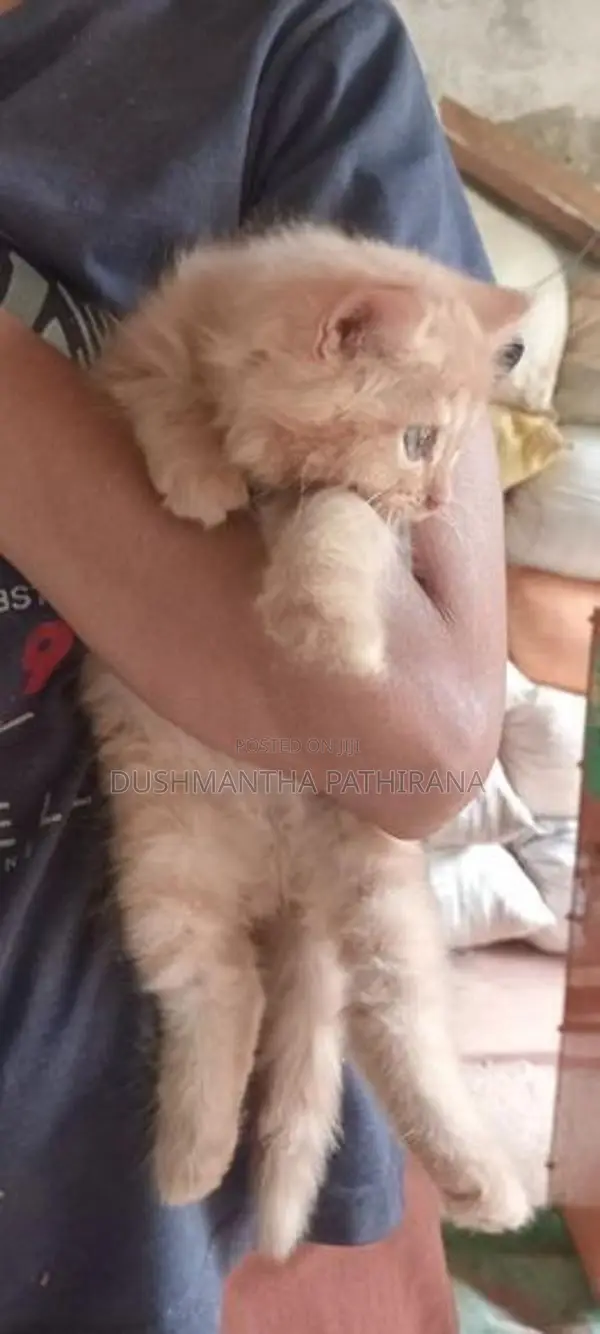 Persian Kitten