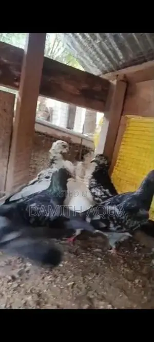Pigeons