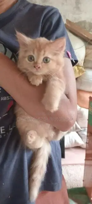 Persian Kitten
