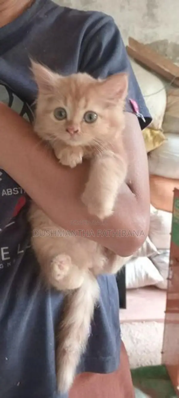 Persian Kitten