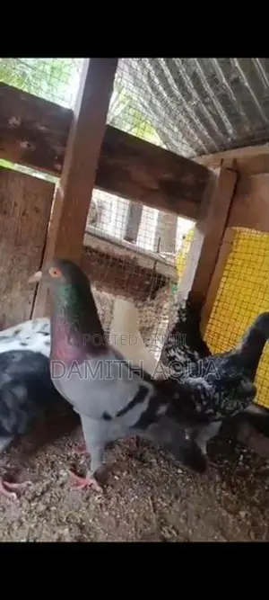 Pigeons
