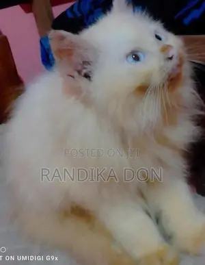 Male Persian Kitten