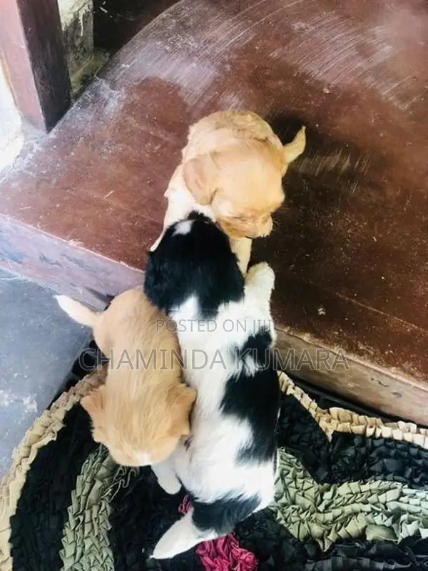 Terrier Puppy