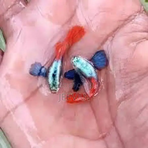 Dumbo Ear Platinum Red Fish