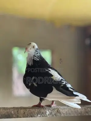 Pigeon Indian Kiran