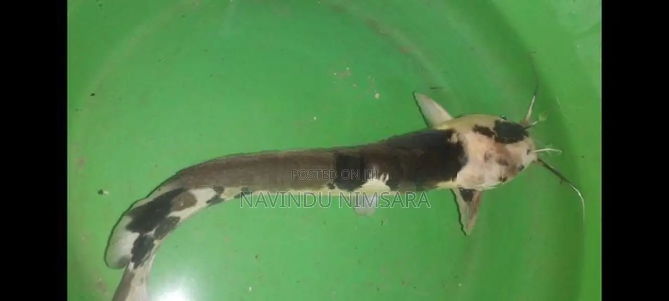 spotted catfish