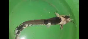 spotted catfish