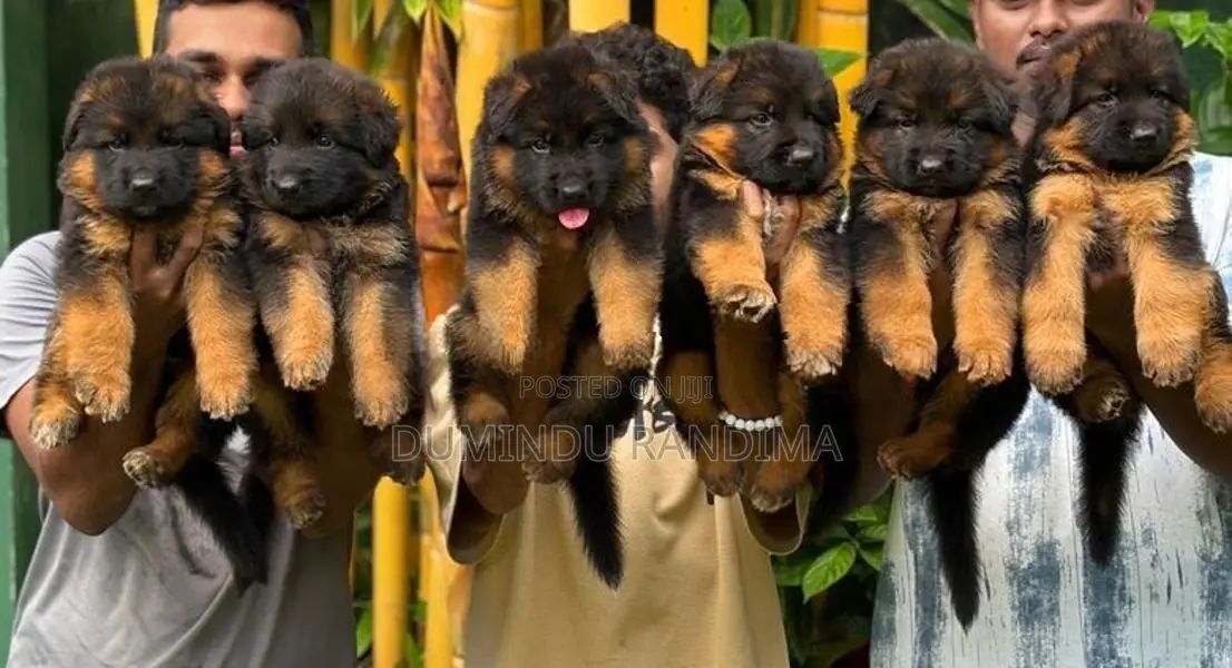 German Shepherd Puppies