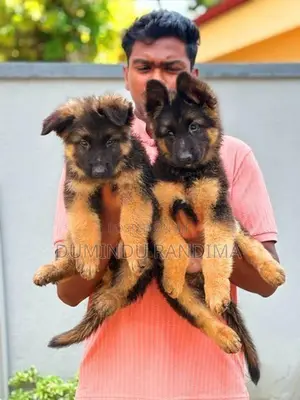 German shepherd puppies
