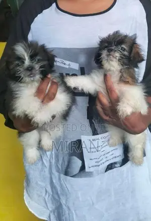 Shih Tzu Puppies