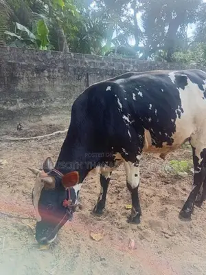 Cow Male (nampan)