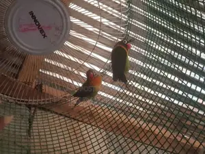African bird
