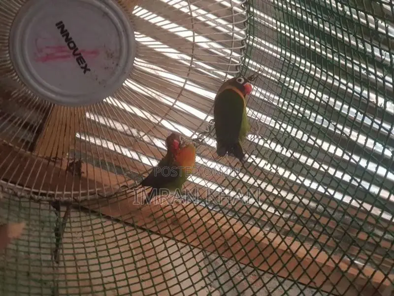 African bird