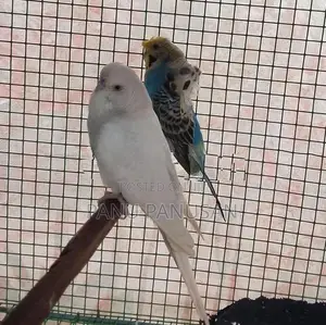 Helicopter Love Birds