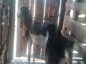 Farm Goat