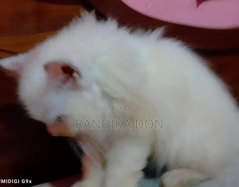Male Persian Kitten