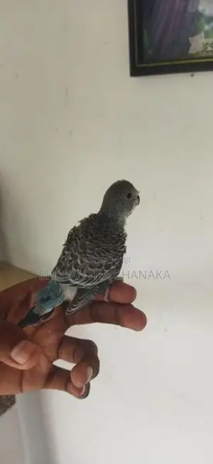 Love Bird