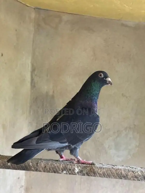 Pigeon Indian Kiran
