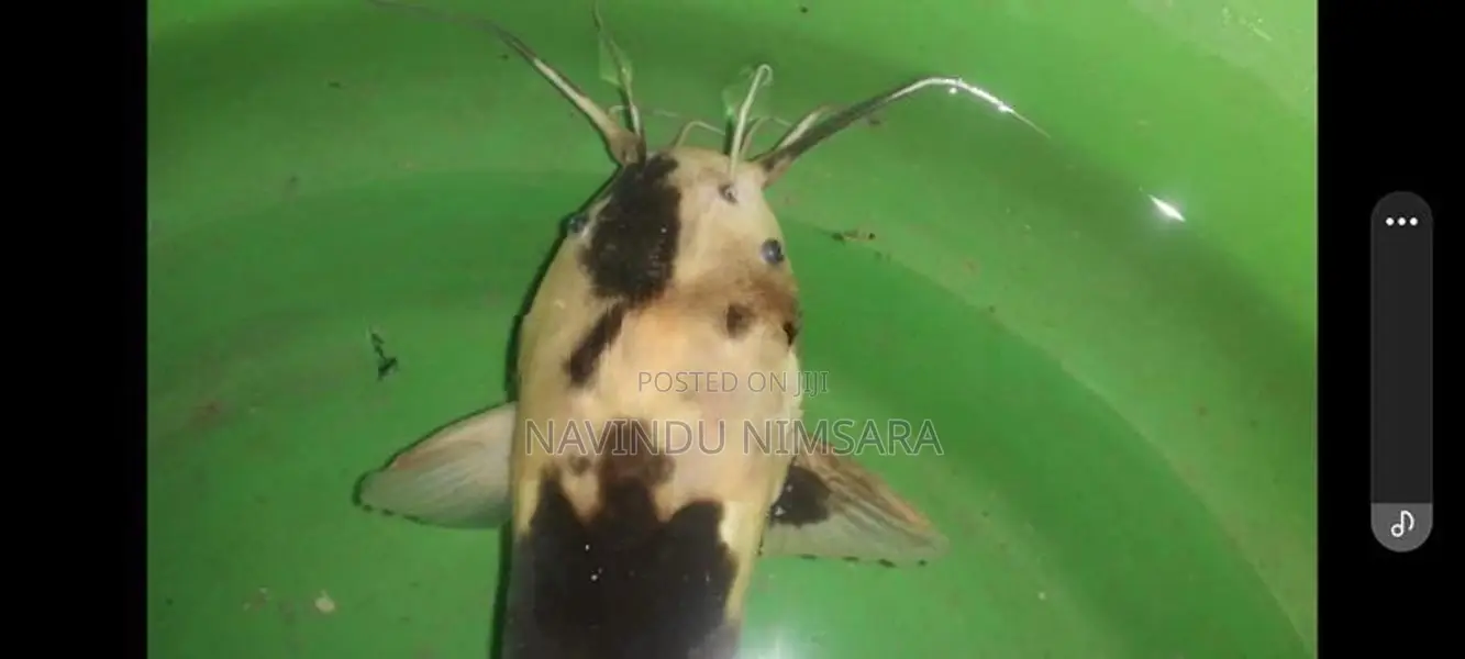 spotted catfish