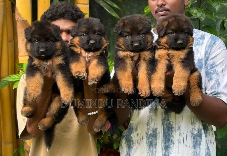 German Shepherd Puppies