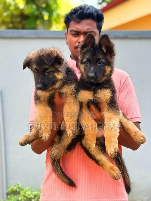 German shepherd puppies