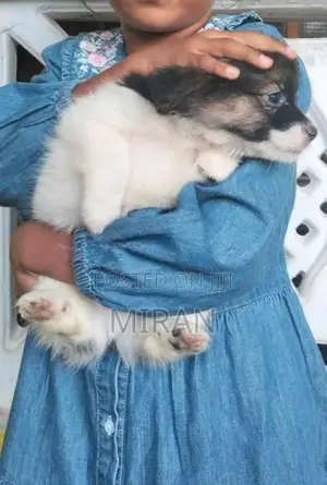 Shih Tzu Puppies