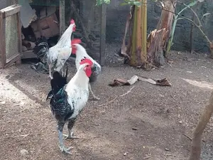 Sonaly seval + Naadu
