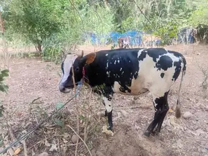 Cow Male (nampan)