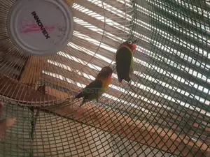African bird