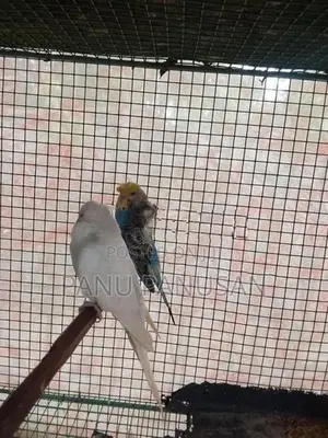 Helicopter Love Birds