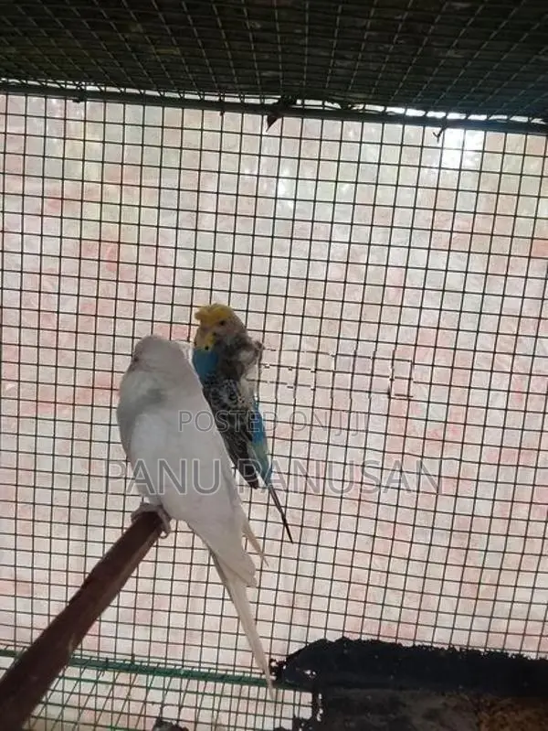 Helicopter Love Birds