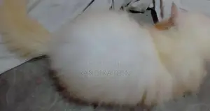 Male Persian Kitten
